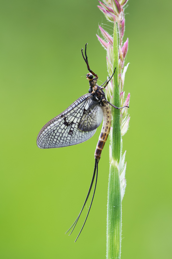 Mayfly