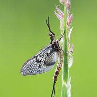 Mayfly 