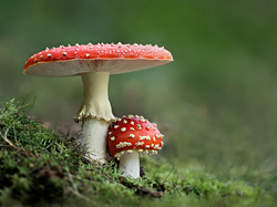 Fly Agaric