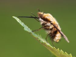 Bee Fly