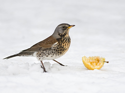 Fieldfare