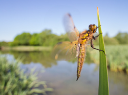 Four-Spotted Chaser