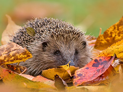 Hedgehog