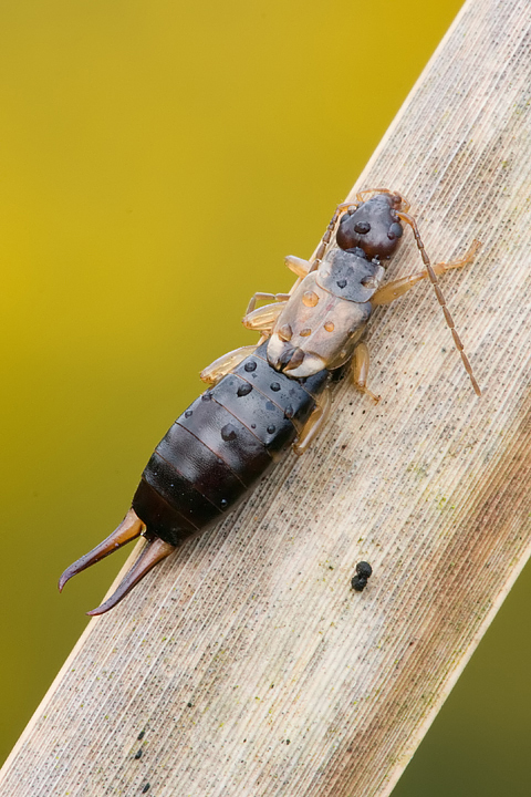 Earwig