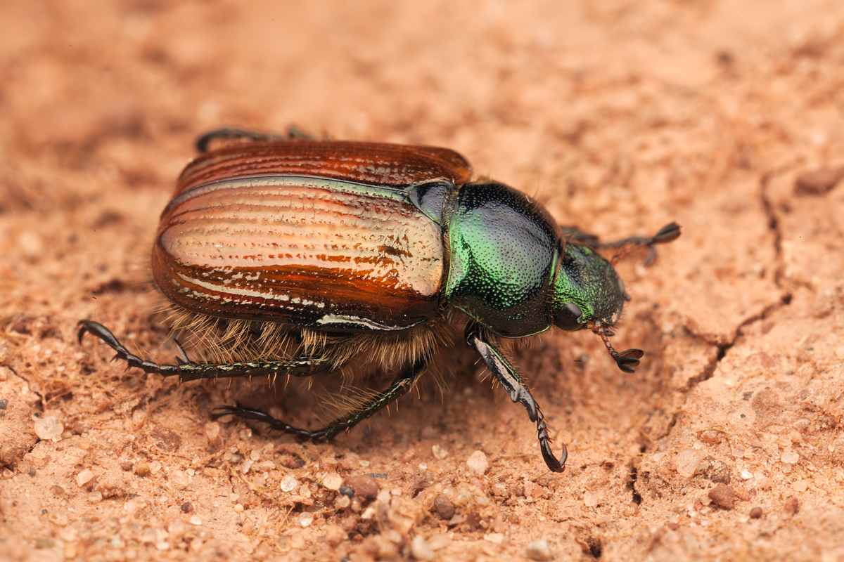 Chafer Beetle