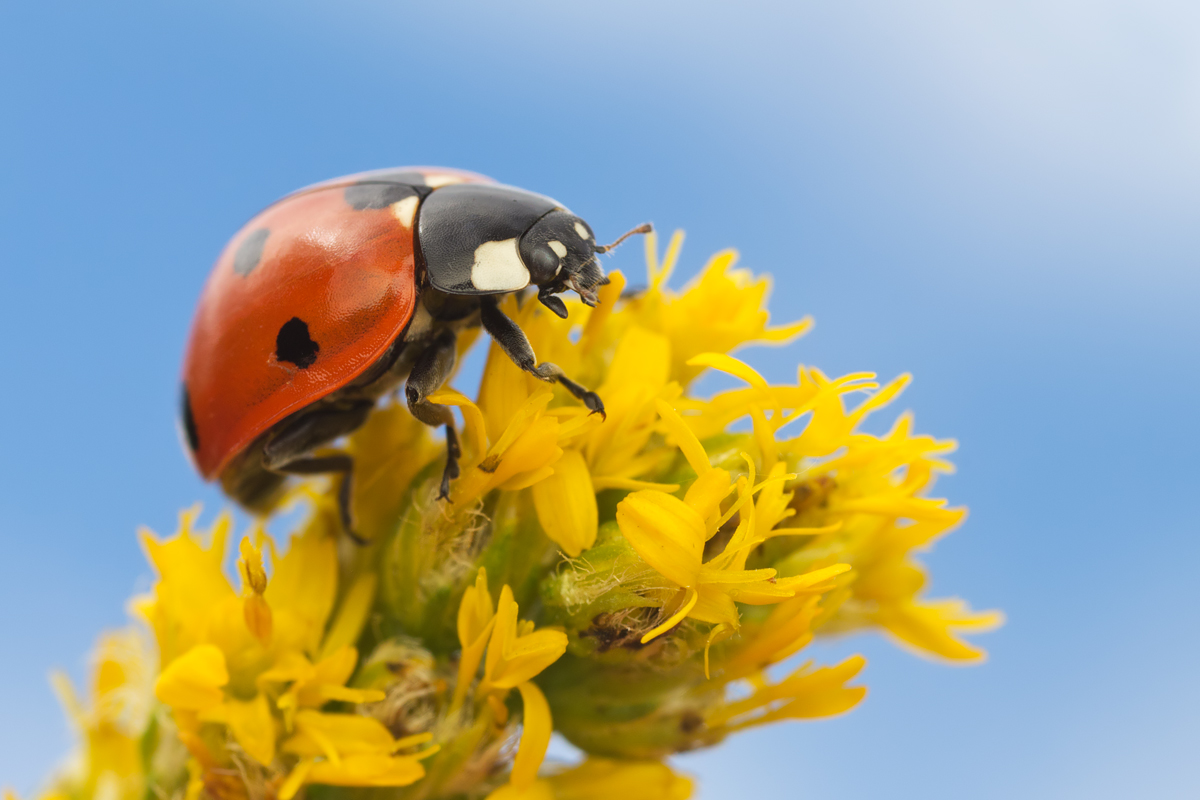 Ladybird