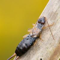 Earwig 