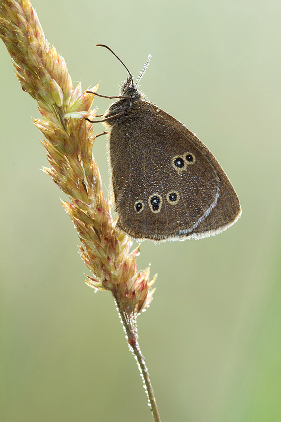 Ringlet