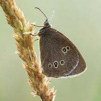 Ringlet 