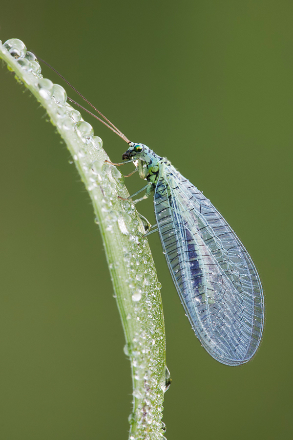 Lacewing