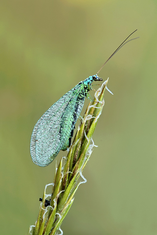 Lacewing2