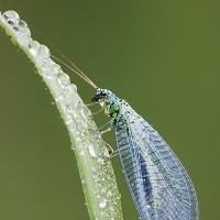 Lacewing 