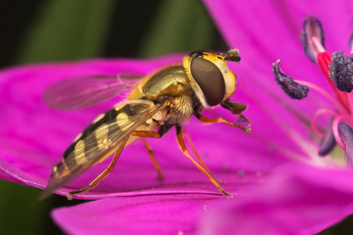 Hoverfly