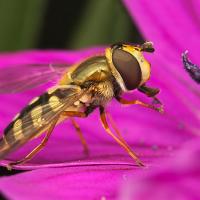 Hoverfly 