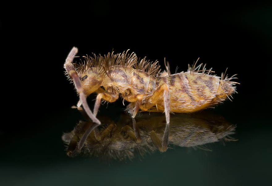 Springtail