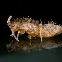 Springtail 