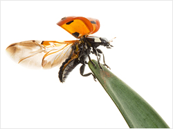 Ladybird Taking Off