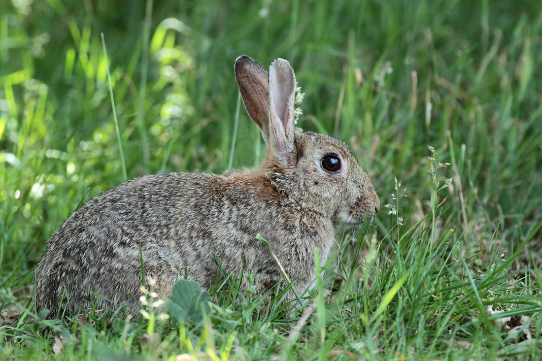 Rabbit