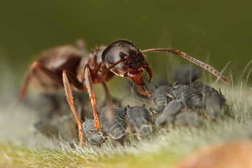 The Ant Shepherd and its Little Flock