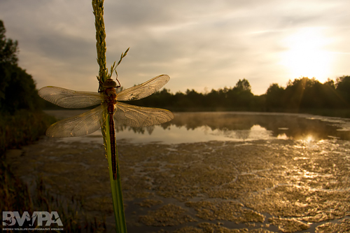 Brown Hawker