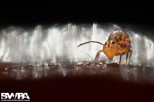 Globular Springtail